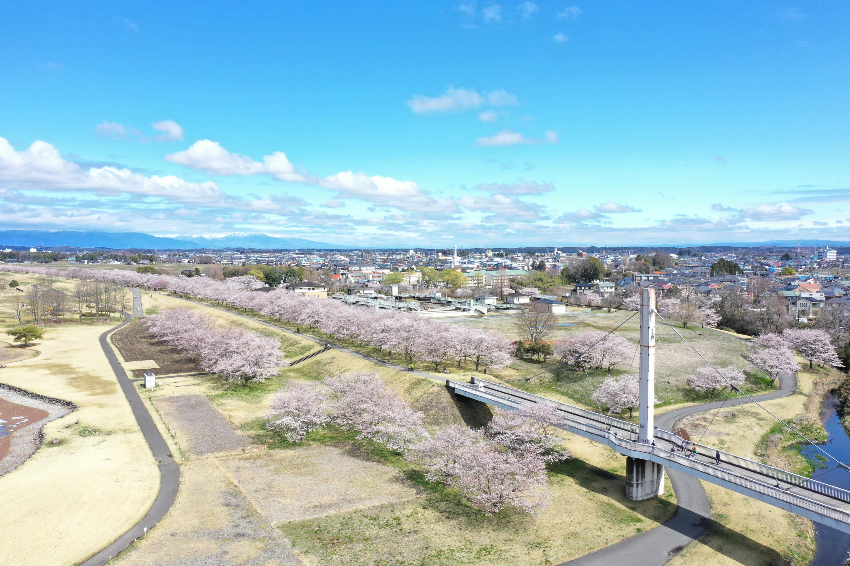 空からの桜づつみの写真