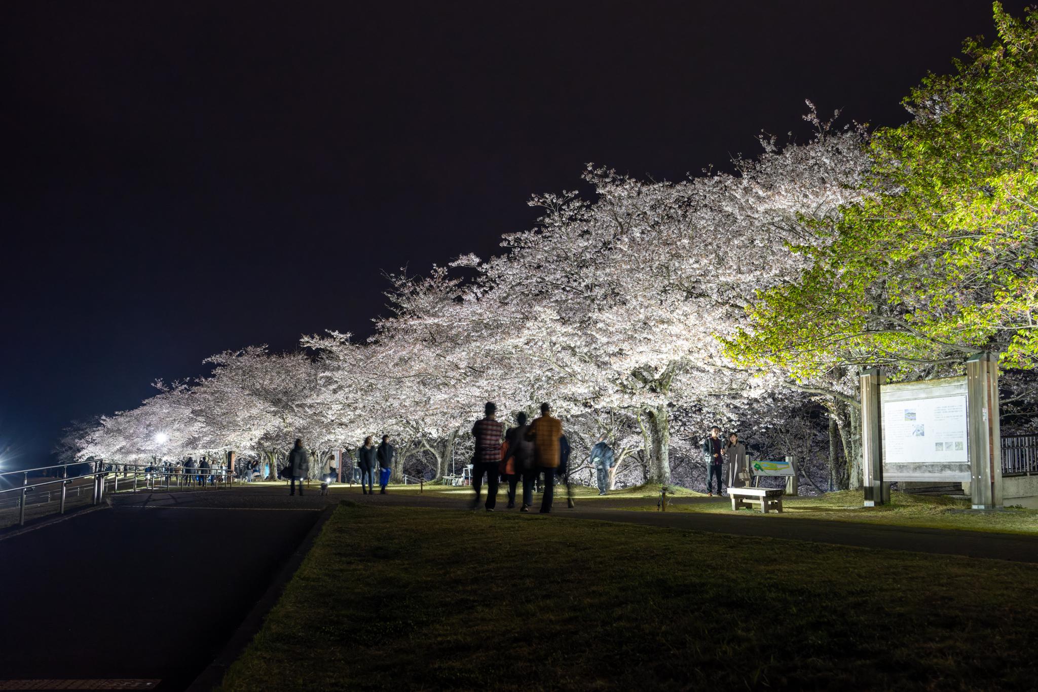 桜づつみのライトアップの写真(2)