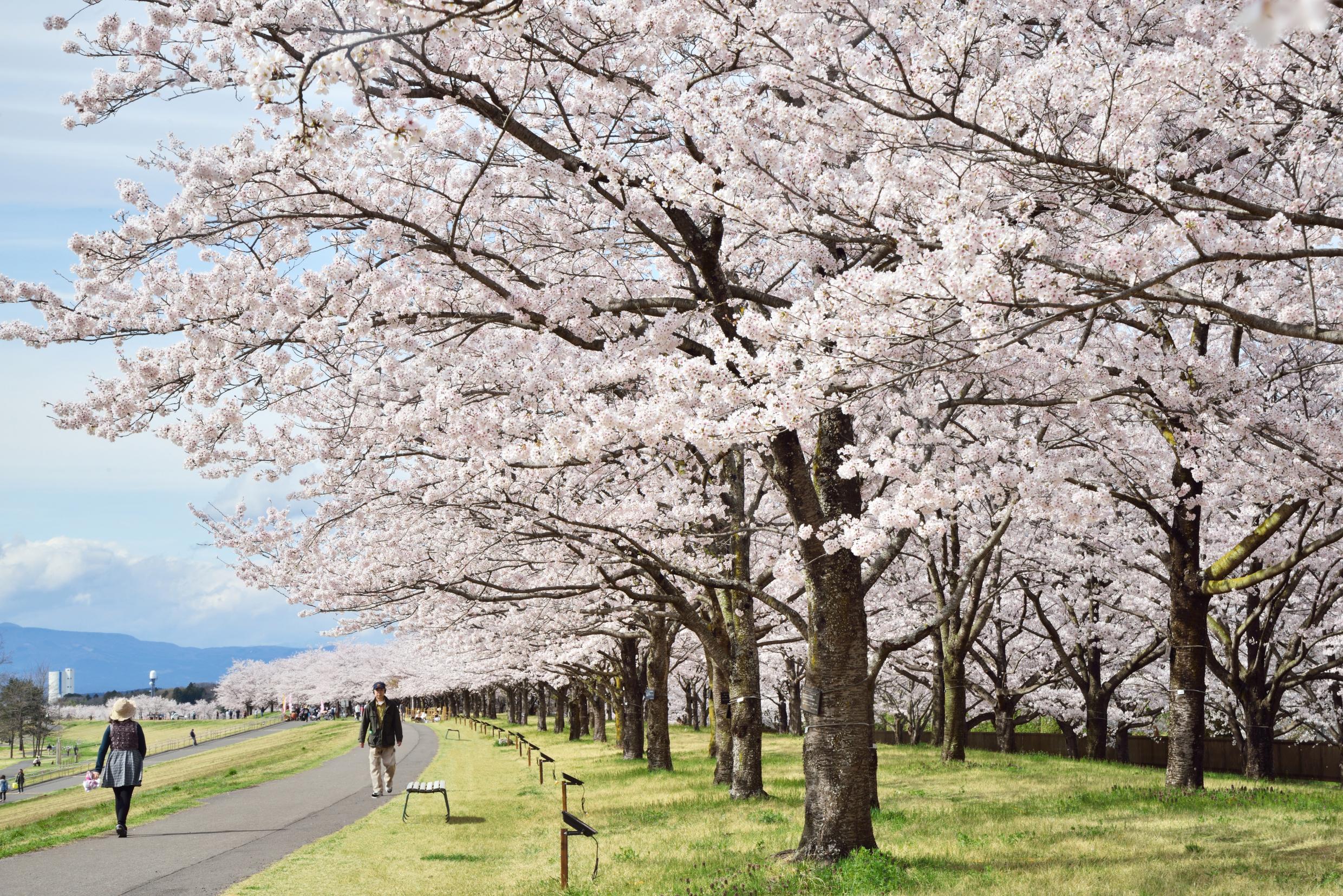 桜の写真1