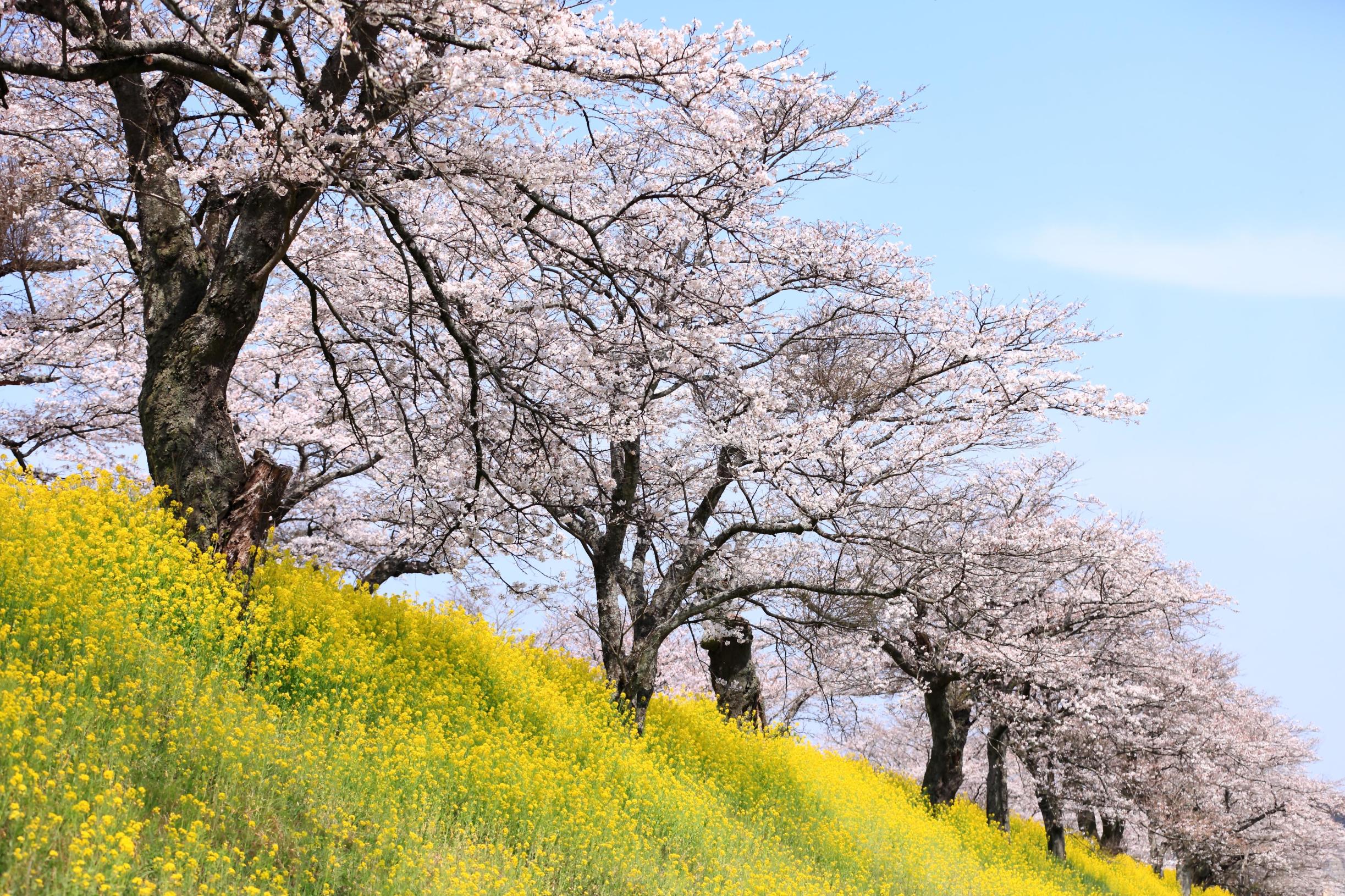 早乙女桜並木3