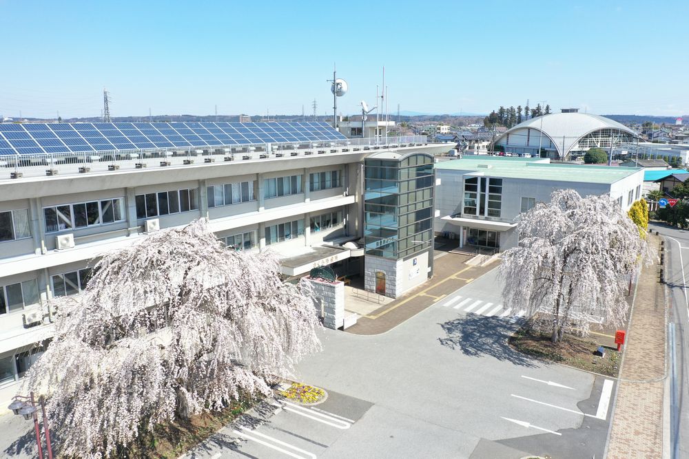 市役所しだれ桜の写真