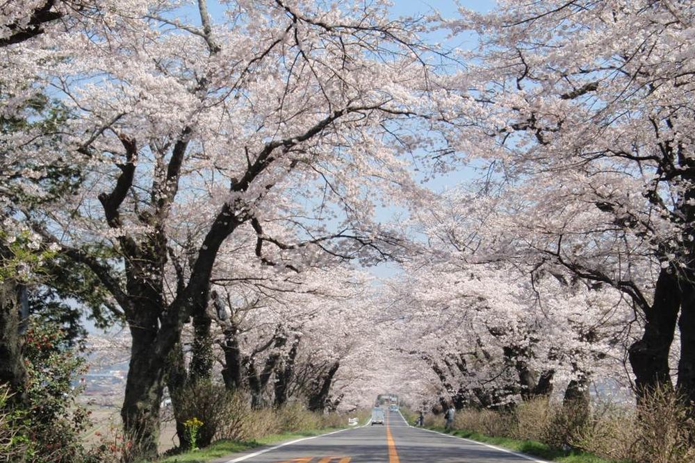 早乙女桜並木の写真