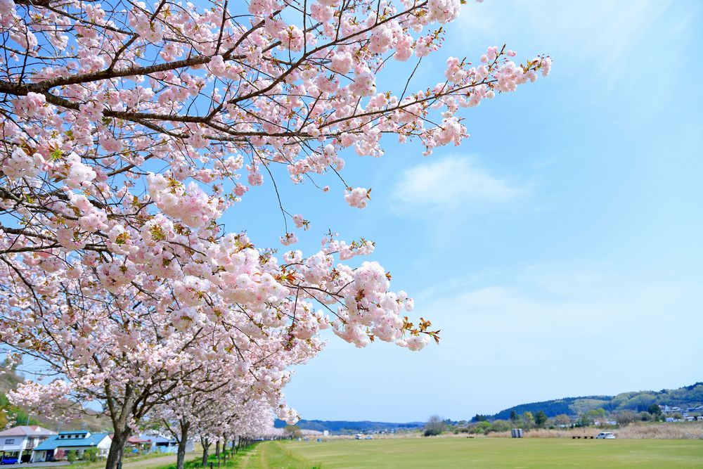 荒川一葉の写真