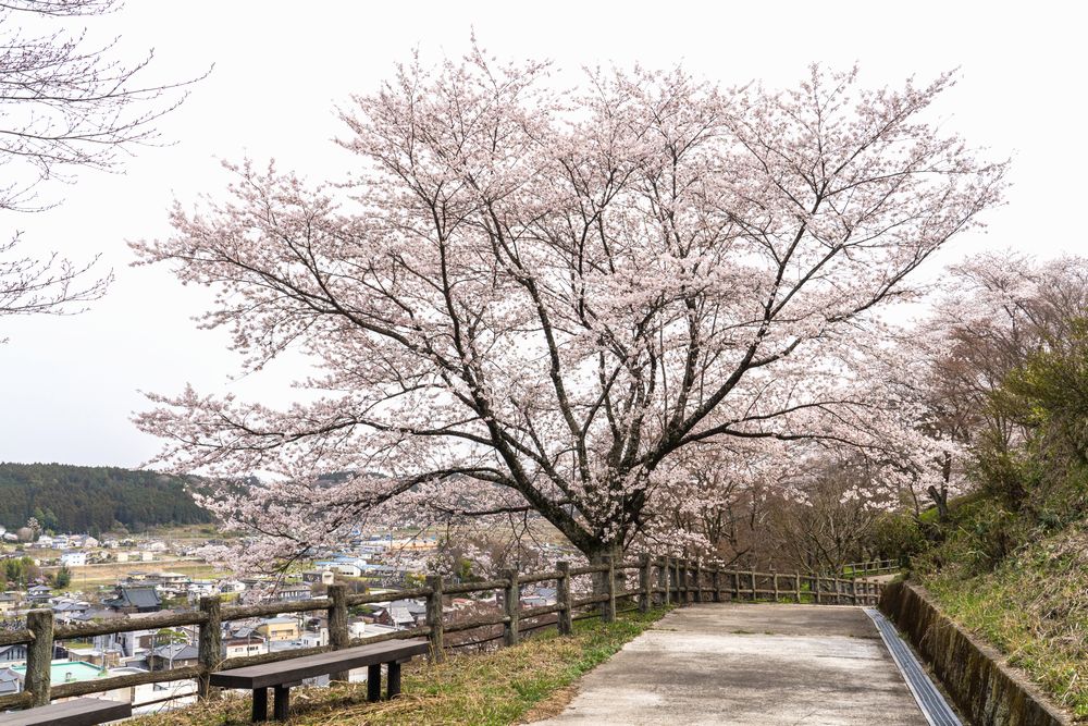 お丸山公園の写真1