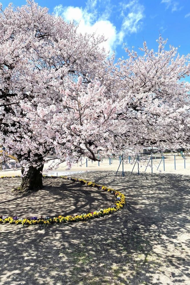 大志桜の写真1