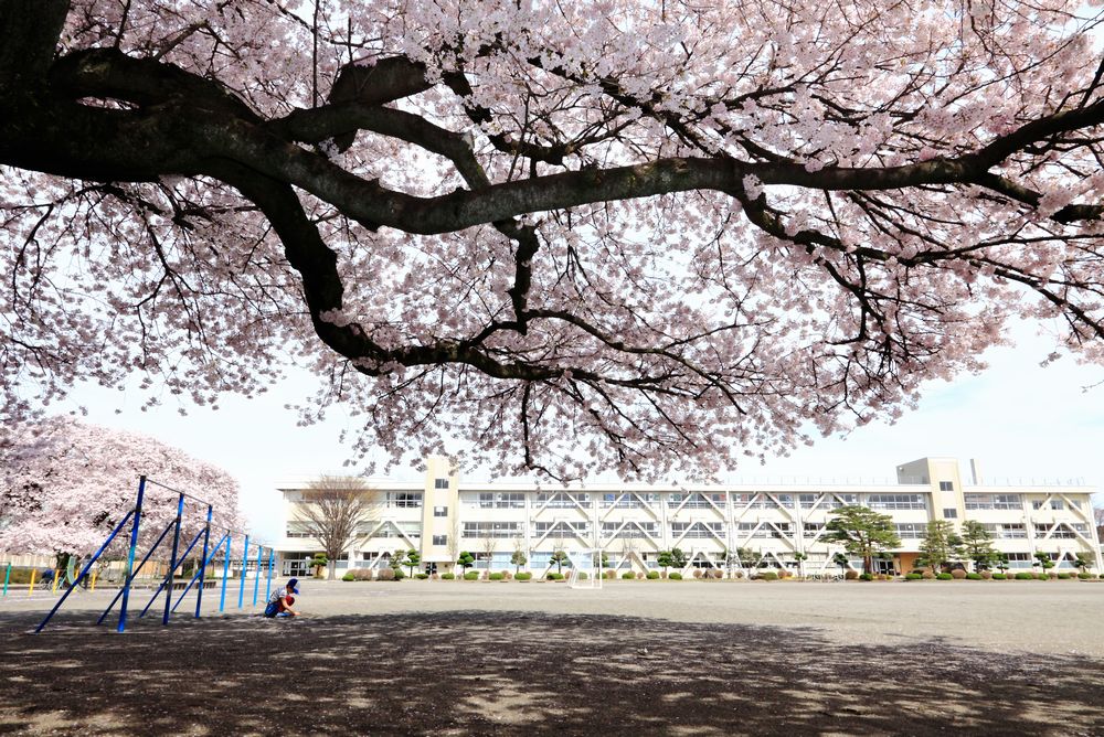 大志桜の写真2