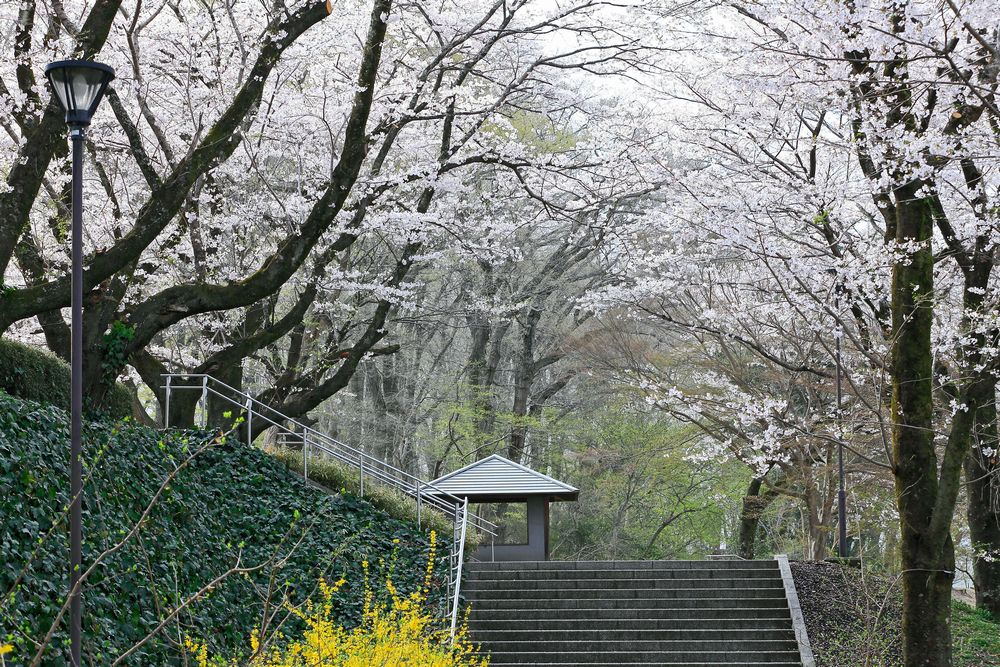 勝山公園の写真2