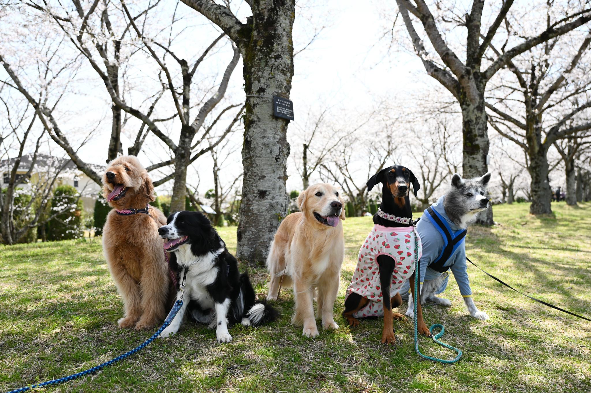 犬の写真