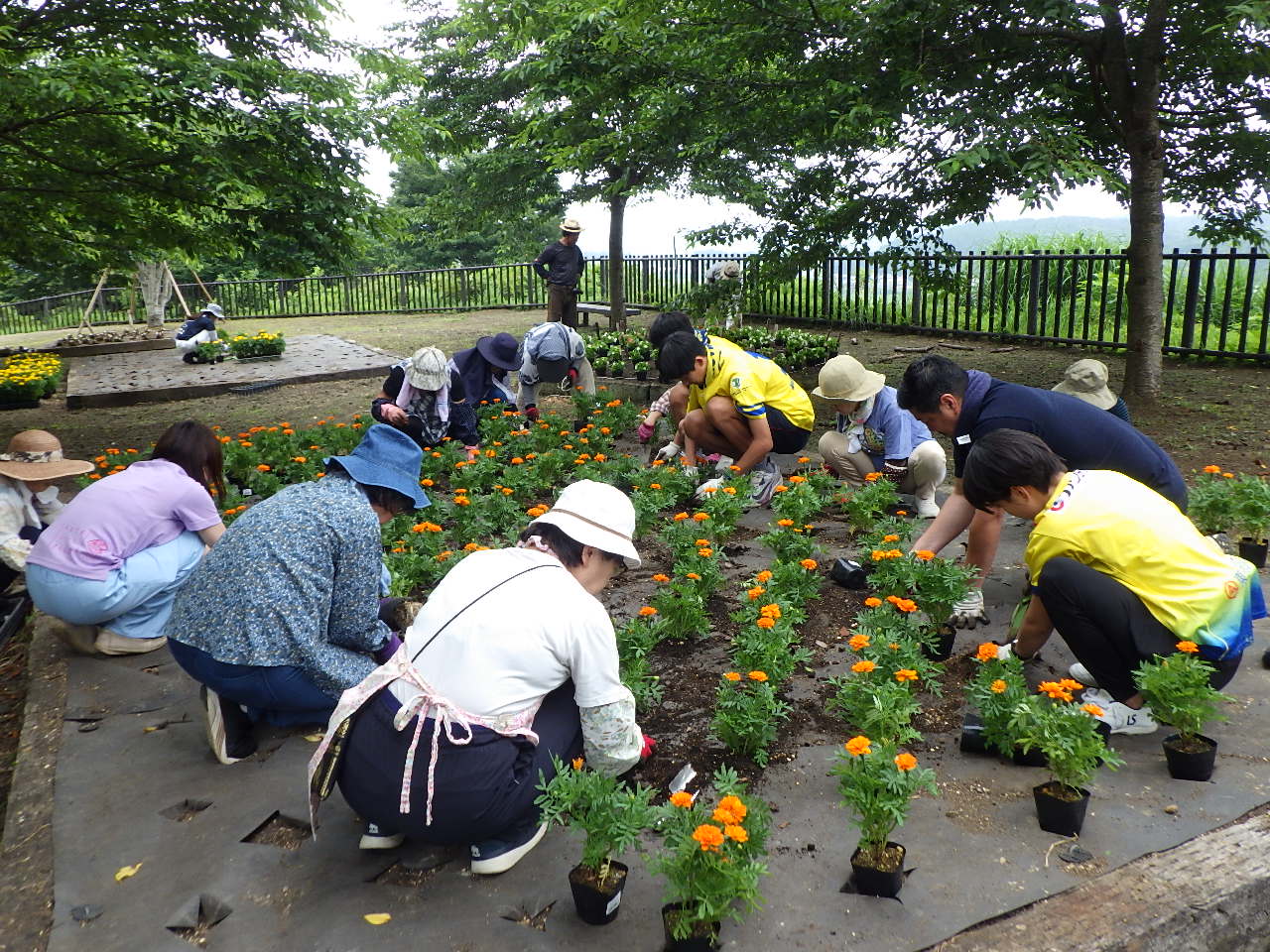 フラワーボランティア花苗植え作業中