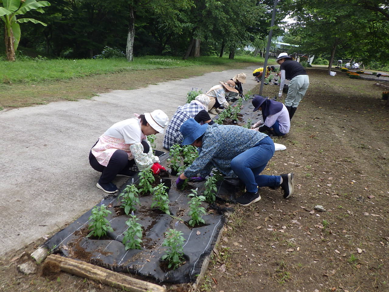 フラワーボランティア花苗植え作業中2