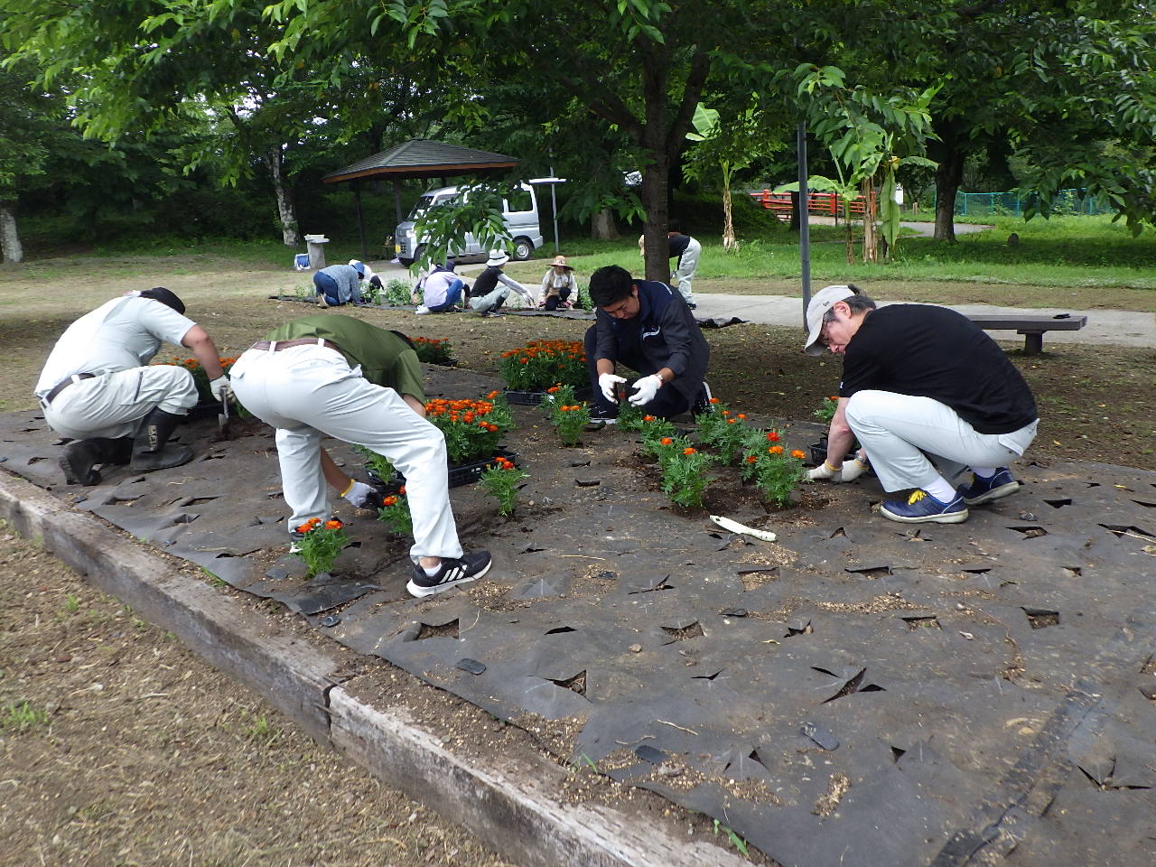 フラワーボランティア花苗植え作業中3