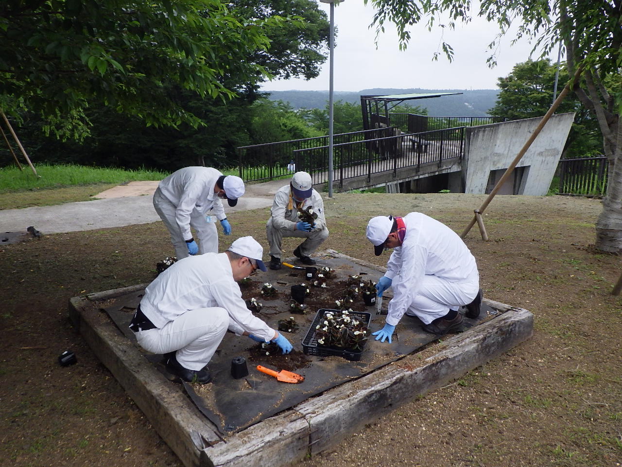 フラワーボランティア花苗苗植え作業中4
