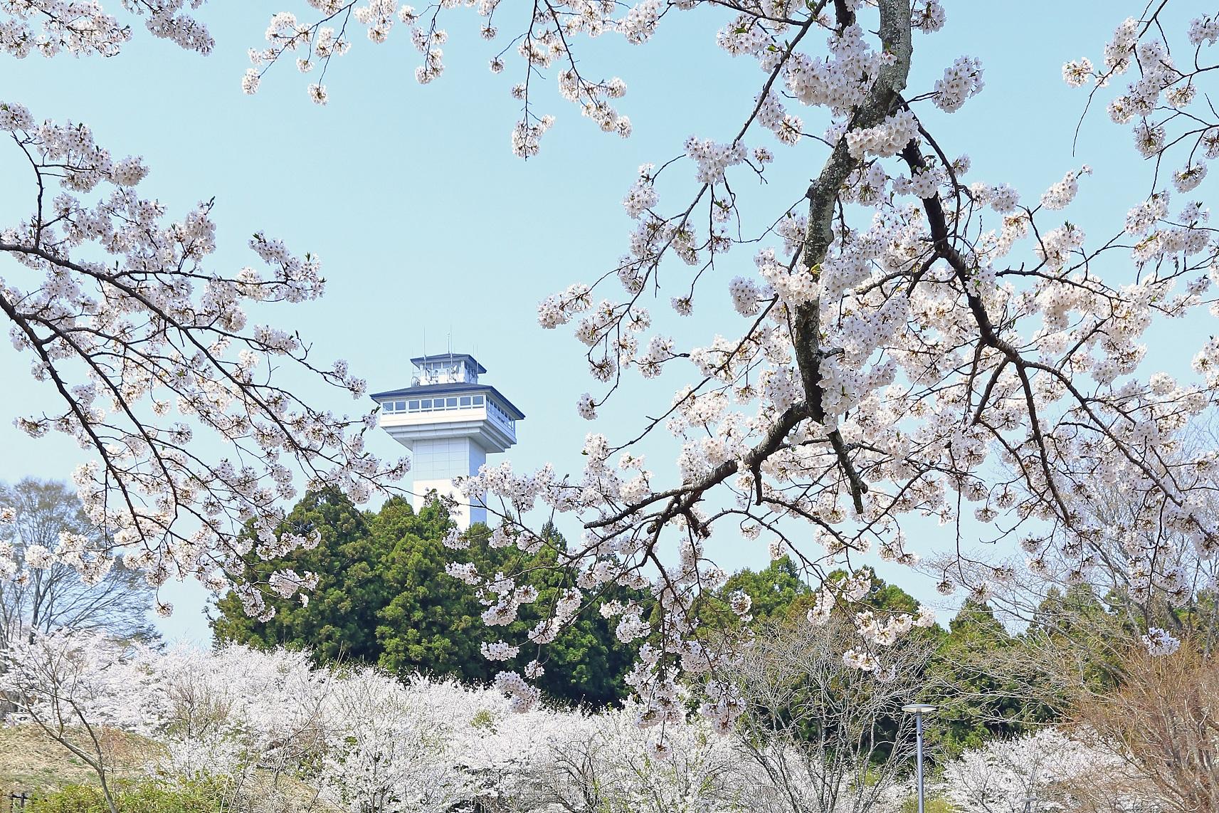 桜01