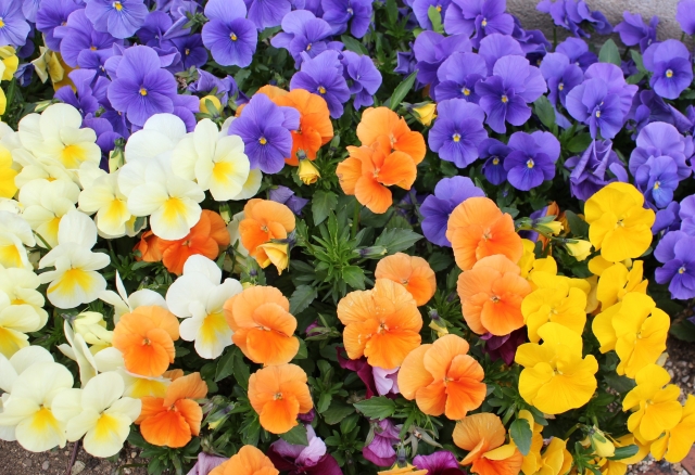 花の写真