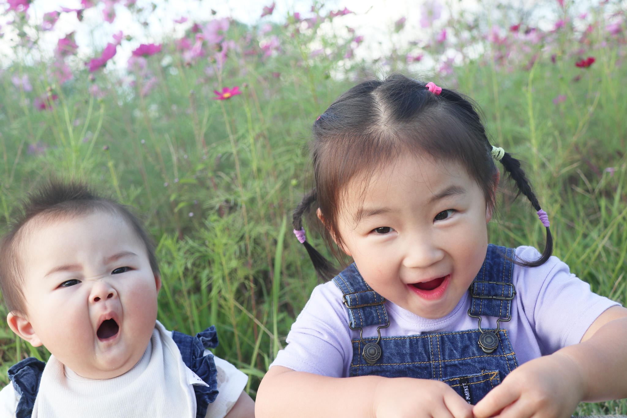 コスモス撮影会(8)_元気なお子さんと赤ちゃん コスモス撮影会(8)_元気なお子さんと赤ちゃん