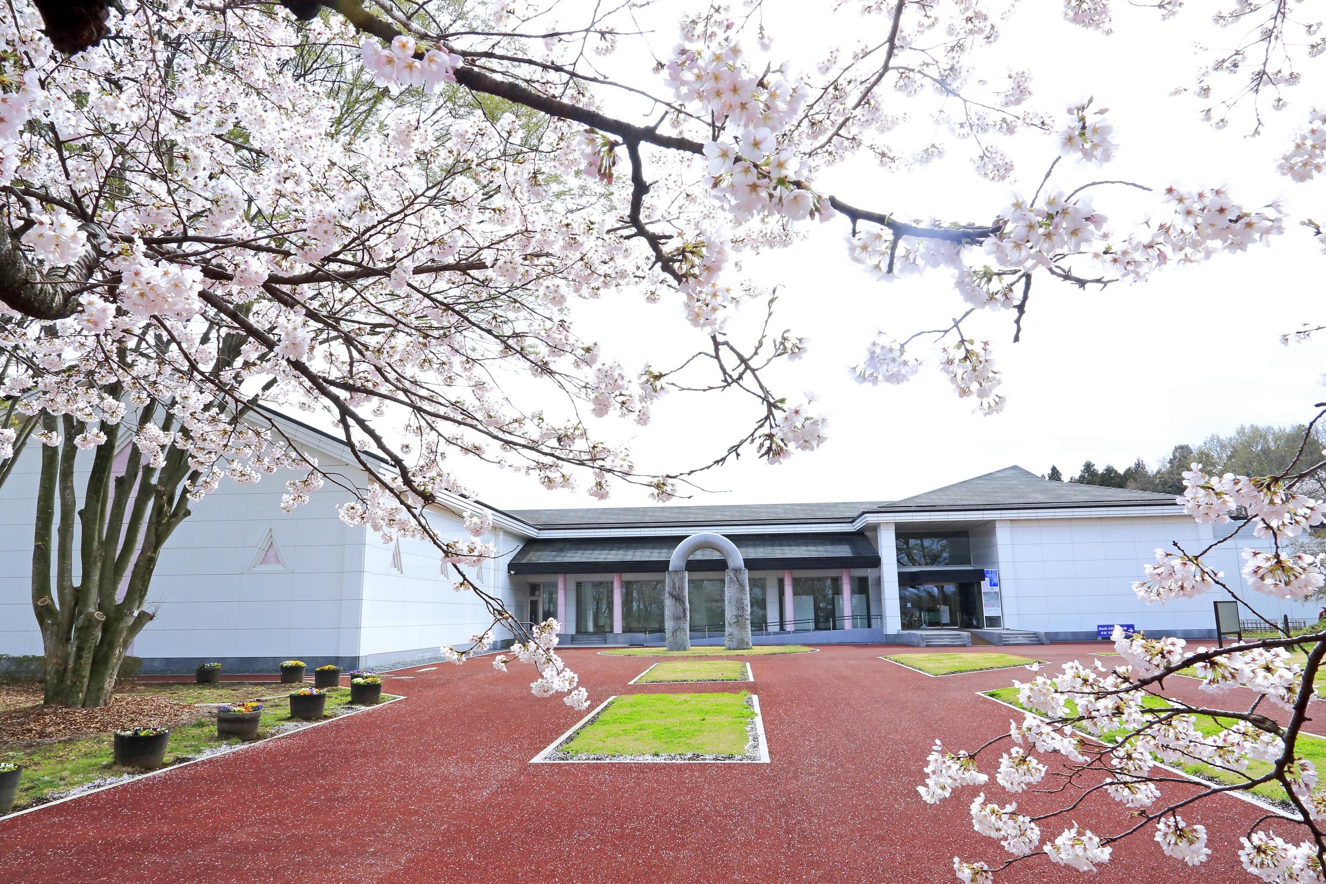 さくら市ミュージアムのソメイヨシノ さくら市ミュージアムのソメイヨシノ