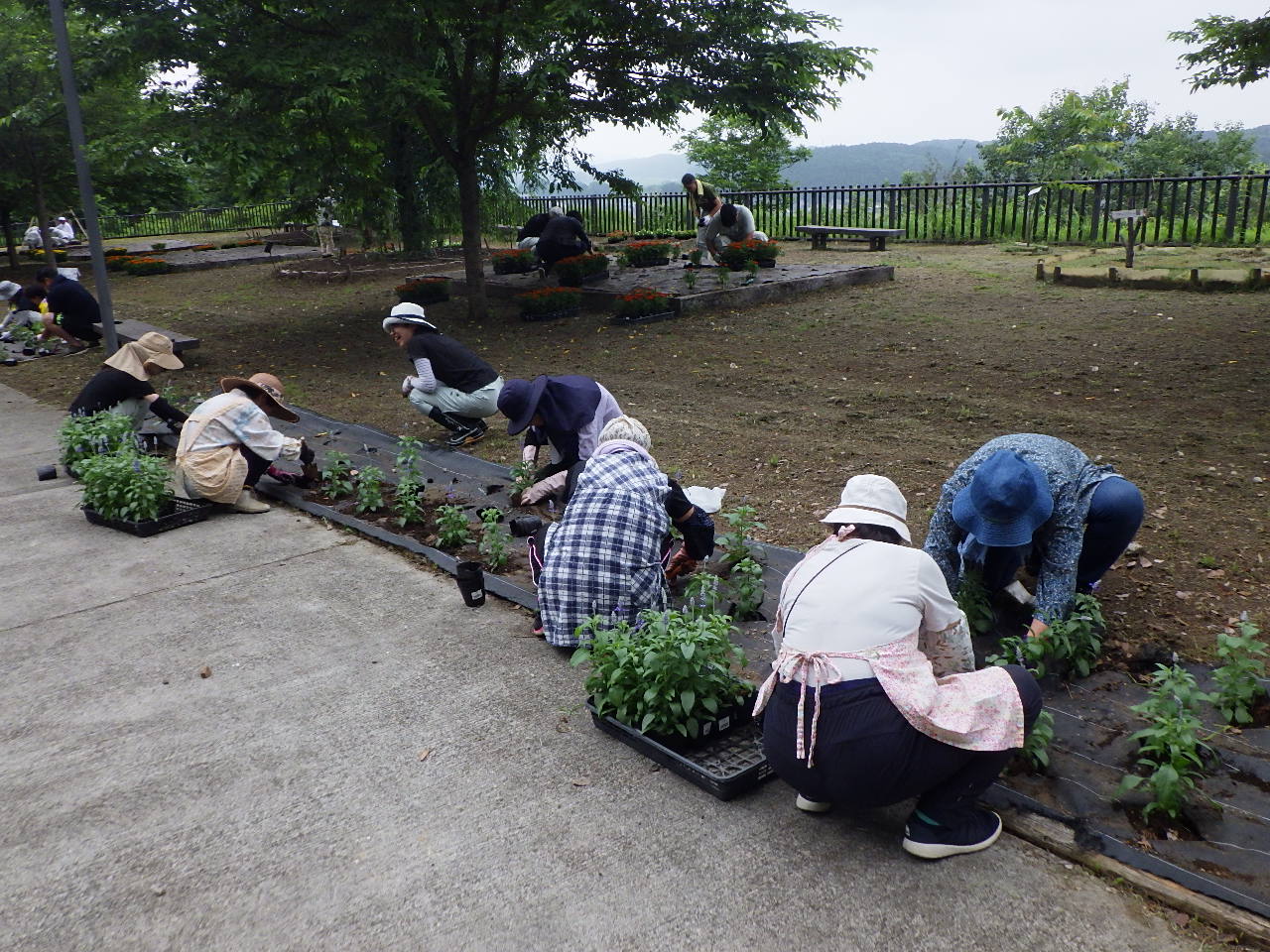 花苗植込み作業中