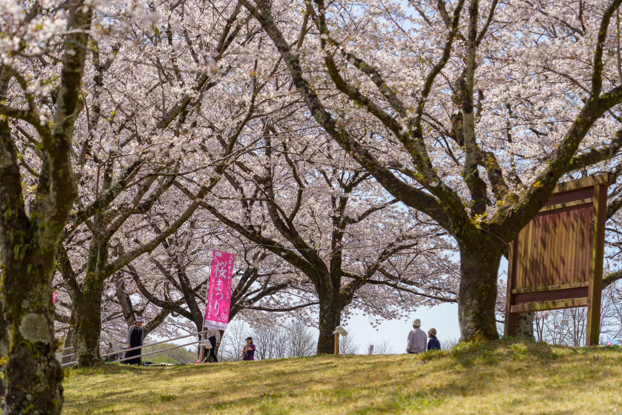 ゆうゆうパーク桜