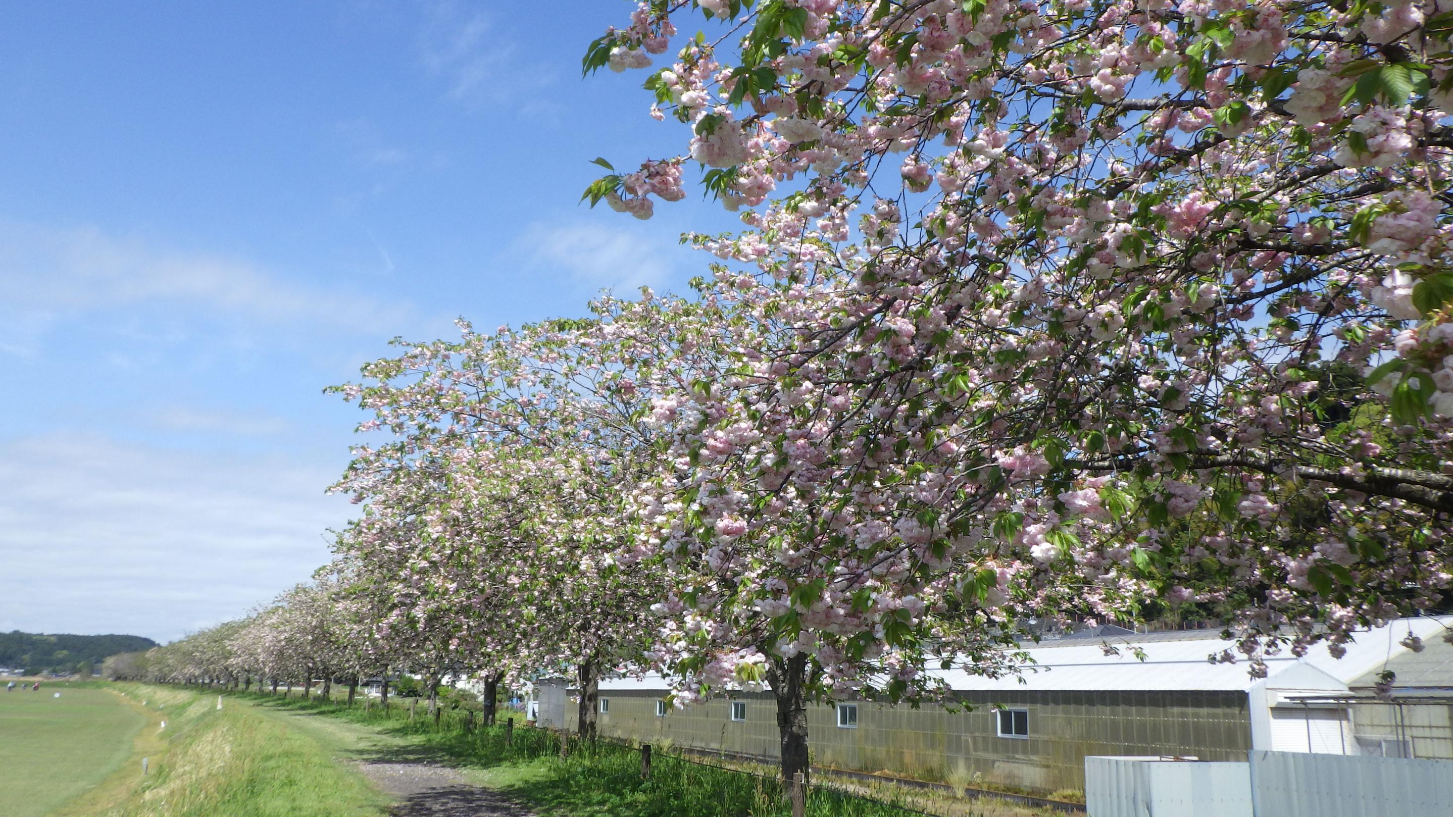 荒川桜づつみイチヨウ