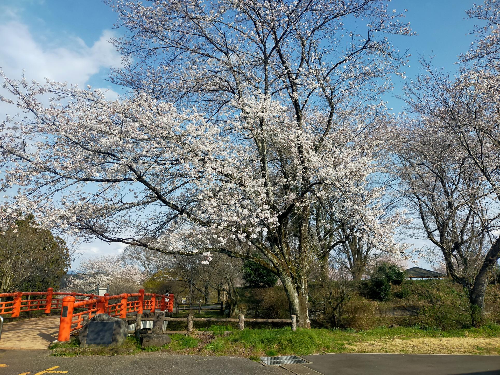 お丸山公園桜 お丸山公園桜