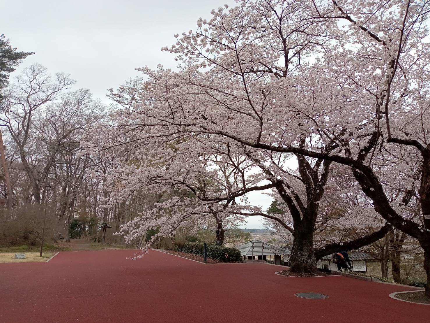 ミュージアム桜1