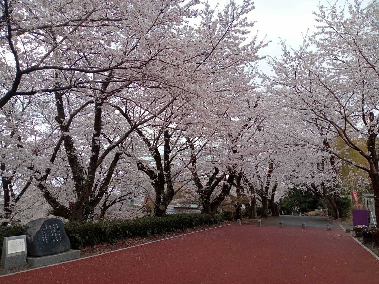 ミュージアム桜2