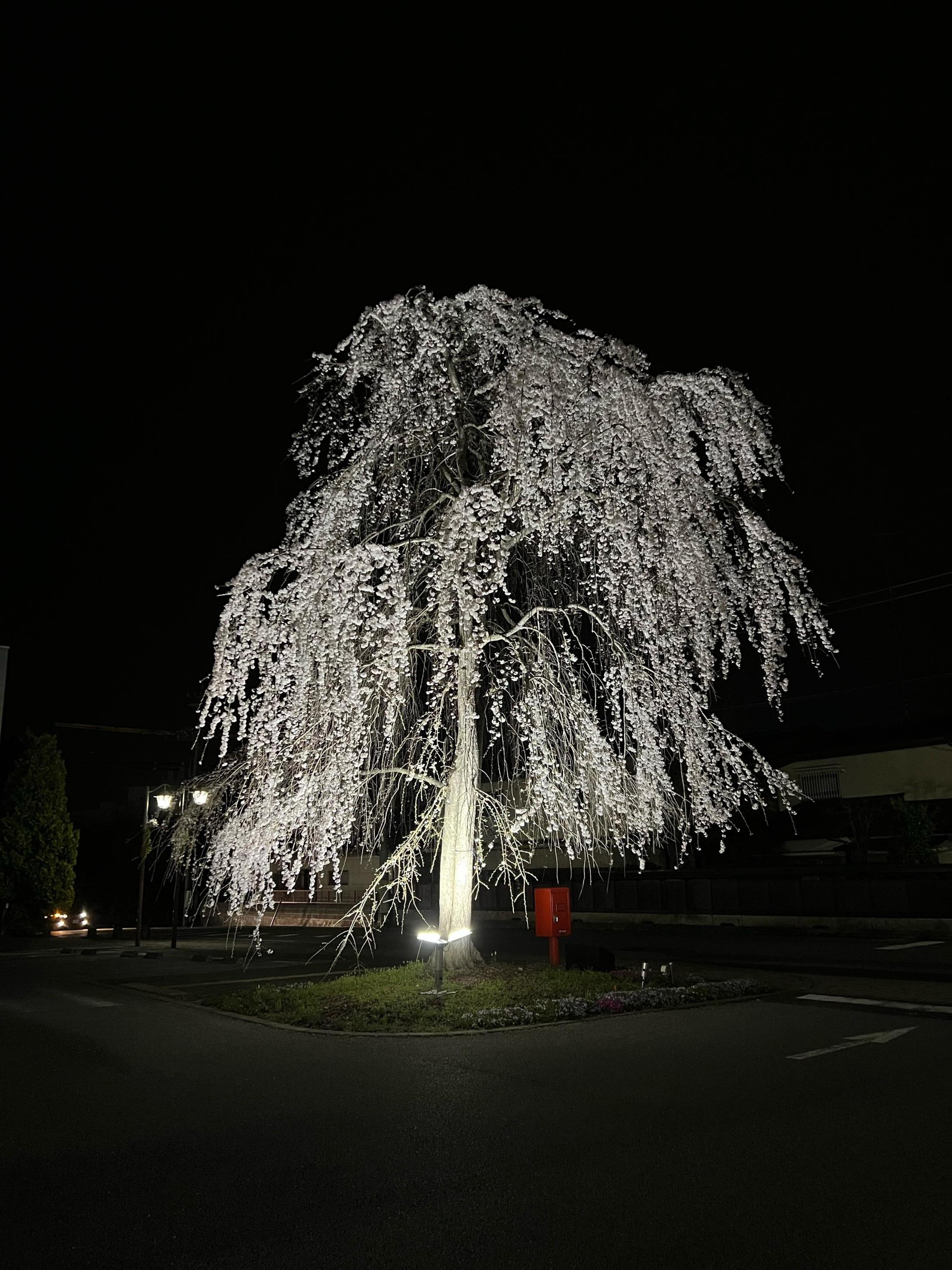 庁舎前桜ライトアップ