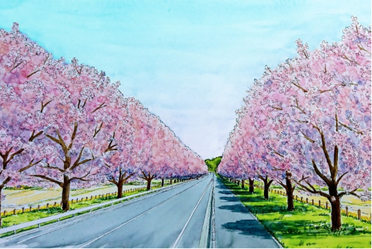 早乙女桜並木再整備