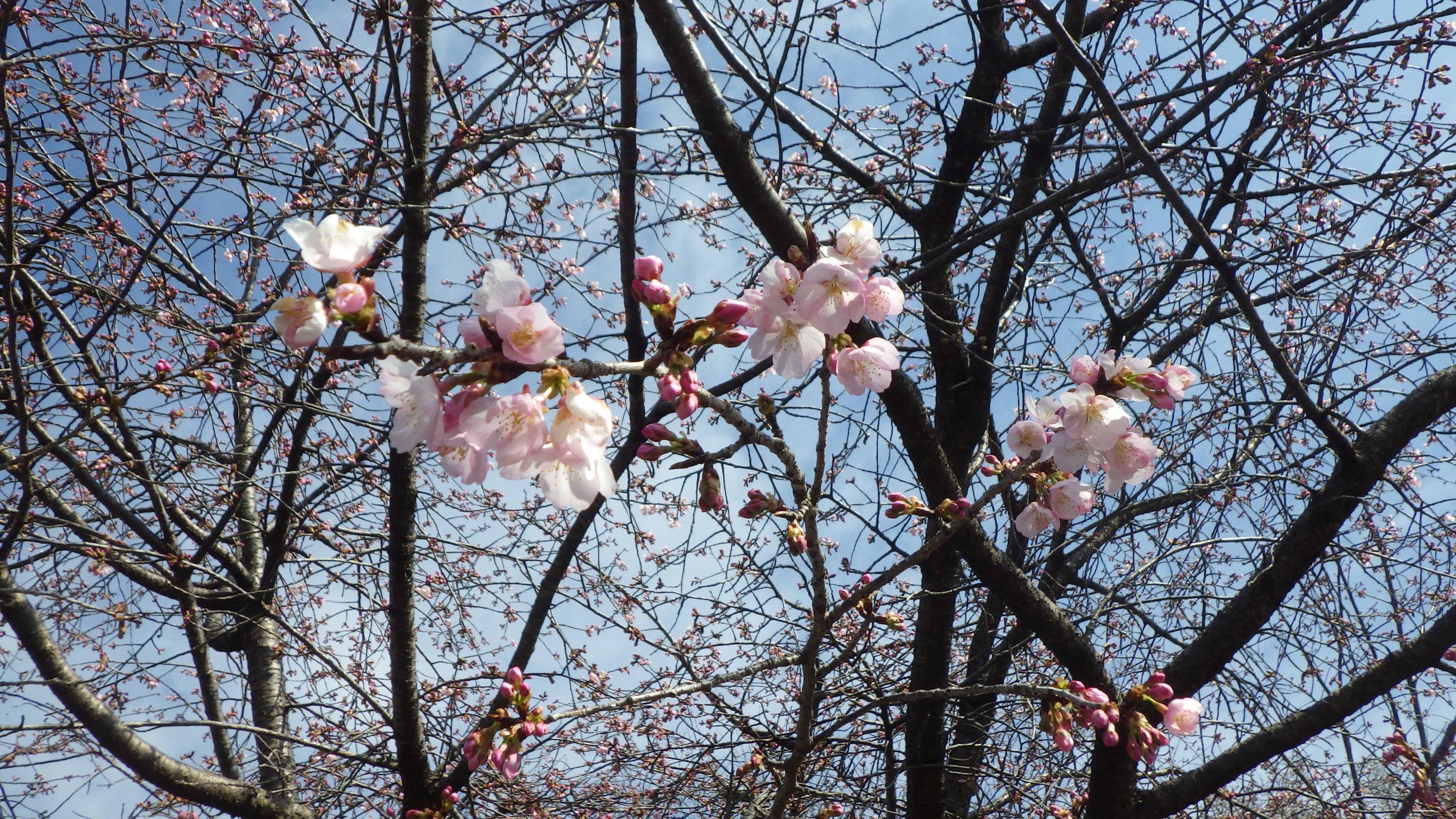 3月17日総合公園