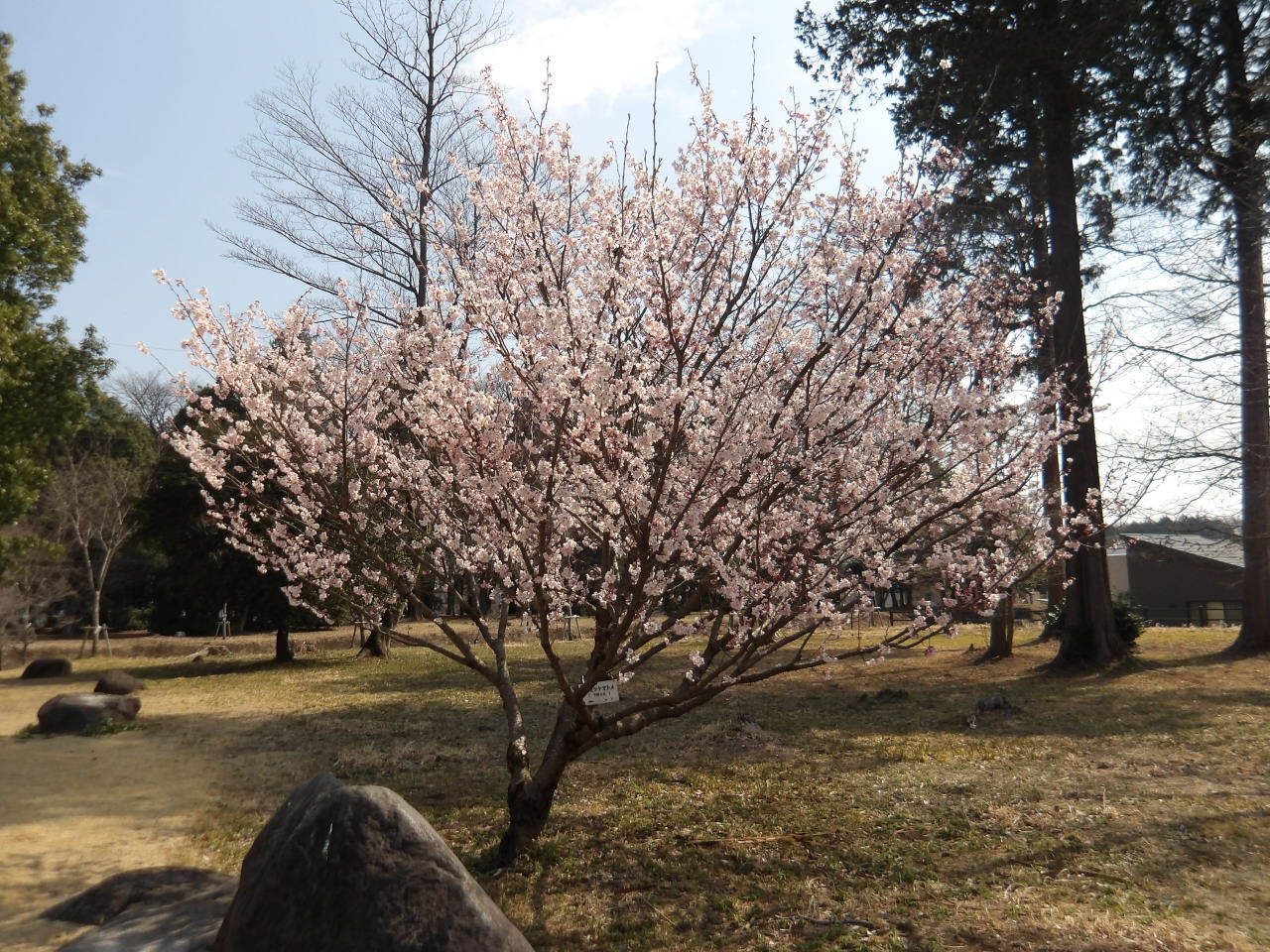 きぬの里近隣公園シモツケオトメ