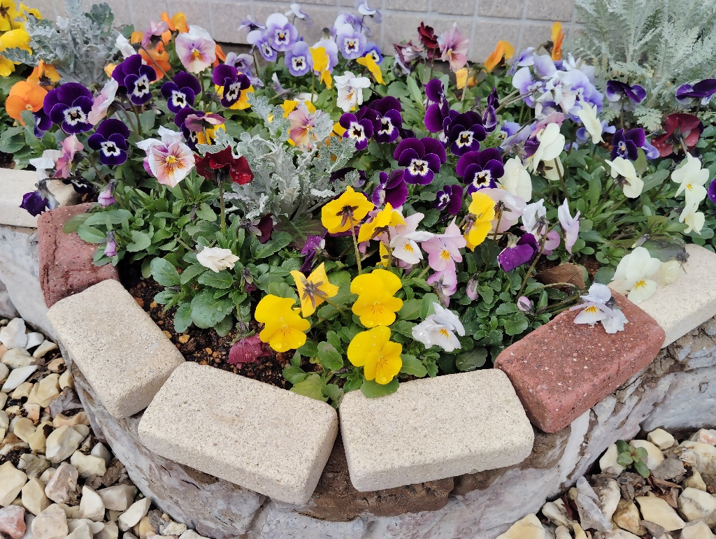 ビオラ（庁舎前）