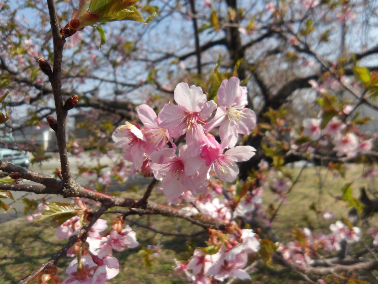 喜連川支所のカワヅザクラ