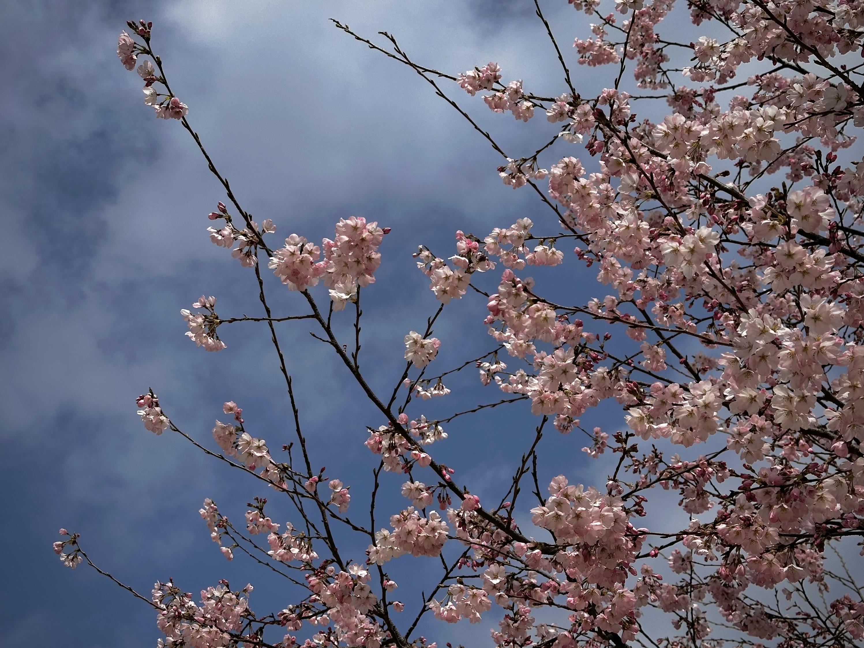 勝山公園桜見本園ジンダイアケボノ