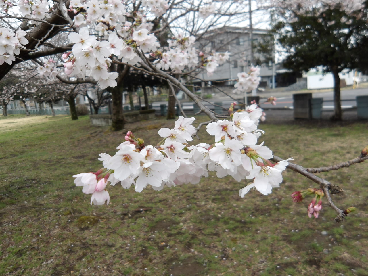草川第2公園の桜