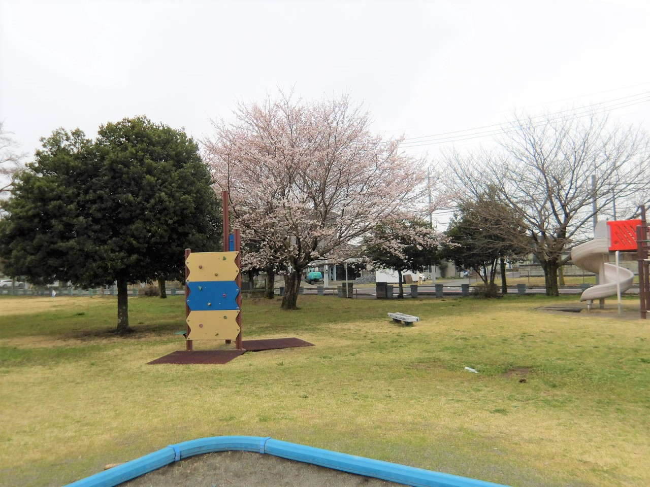 草川第2公園の桜2