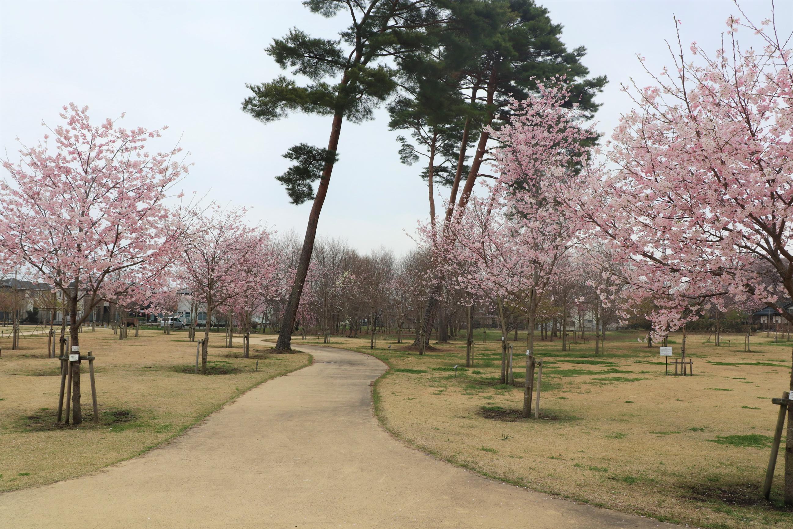 勝山公園写真 勝山公園写真