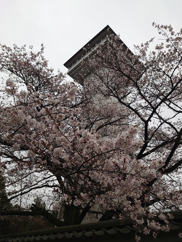3月31日お丸山公園
