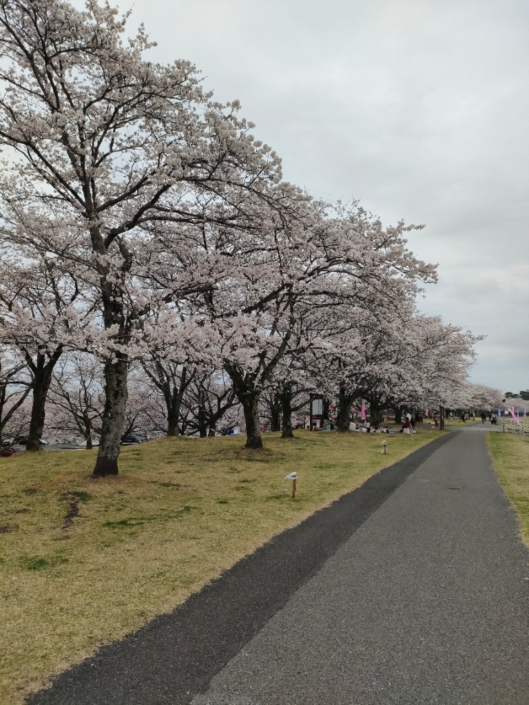 桜（氏家ゆうゆうパーク）