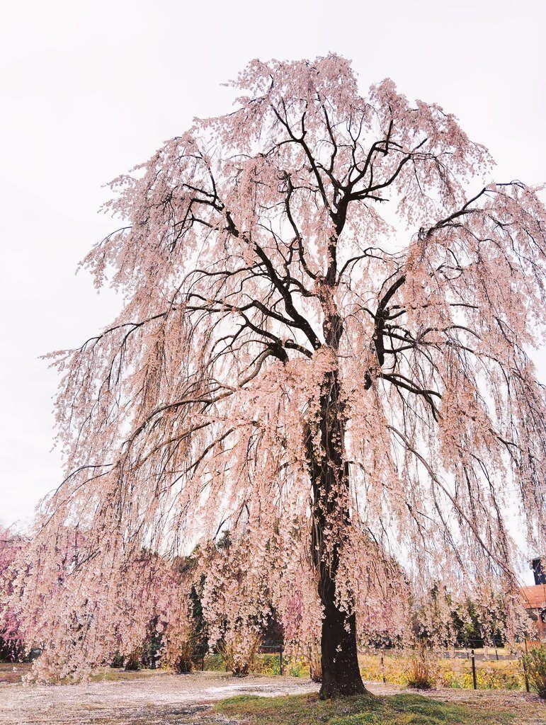 クラ桜