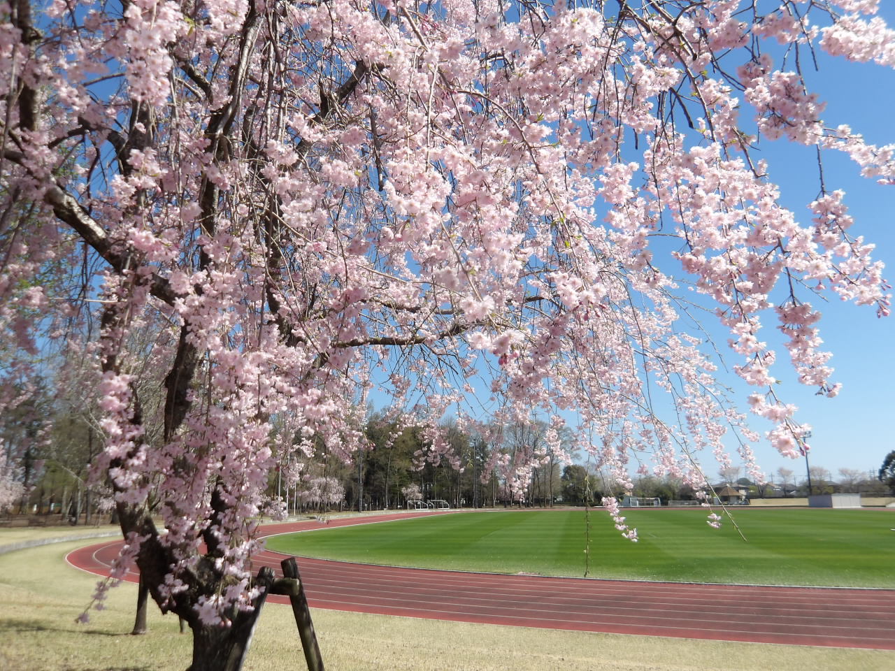 総合公園桜