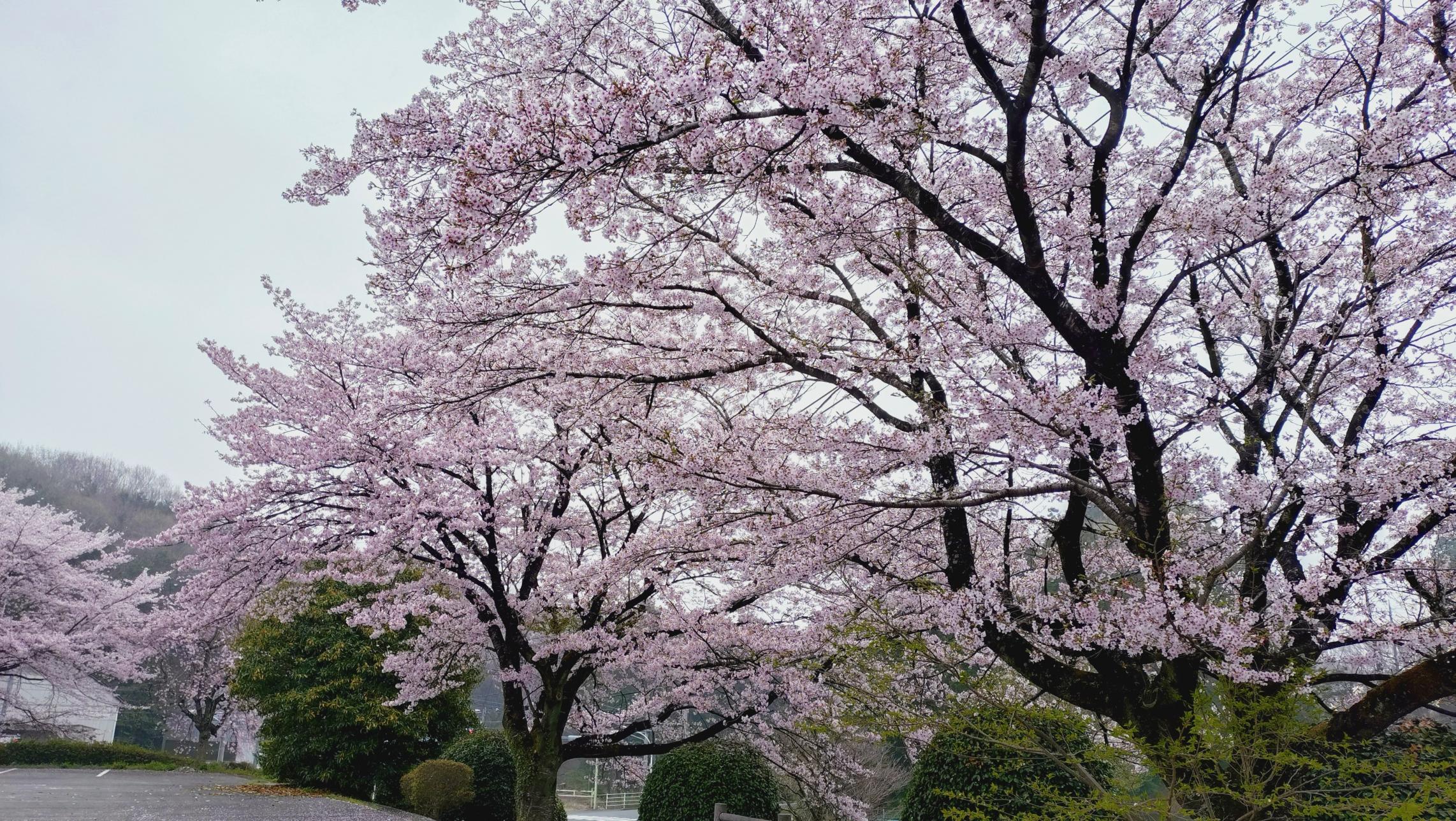菖蒲沢公園桜