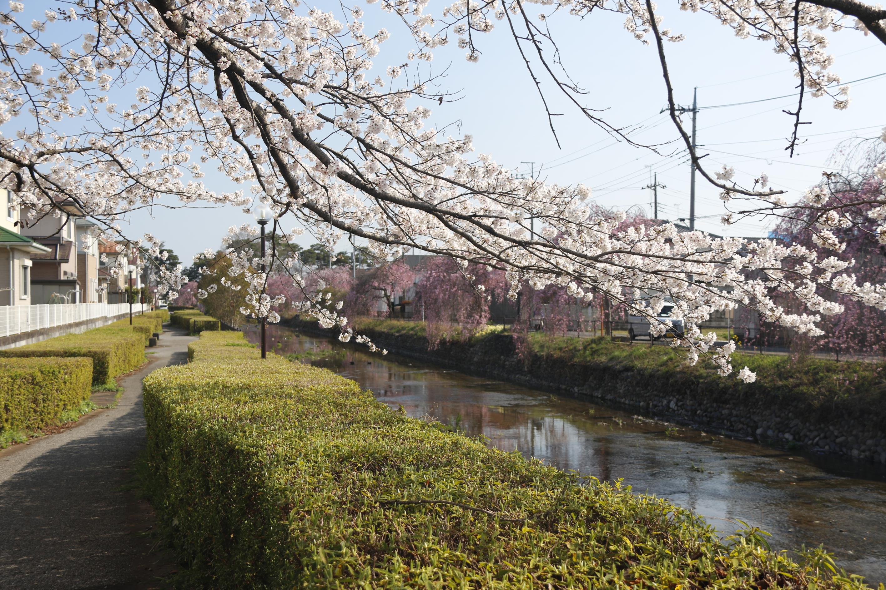 草川用水の桜