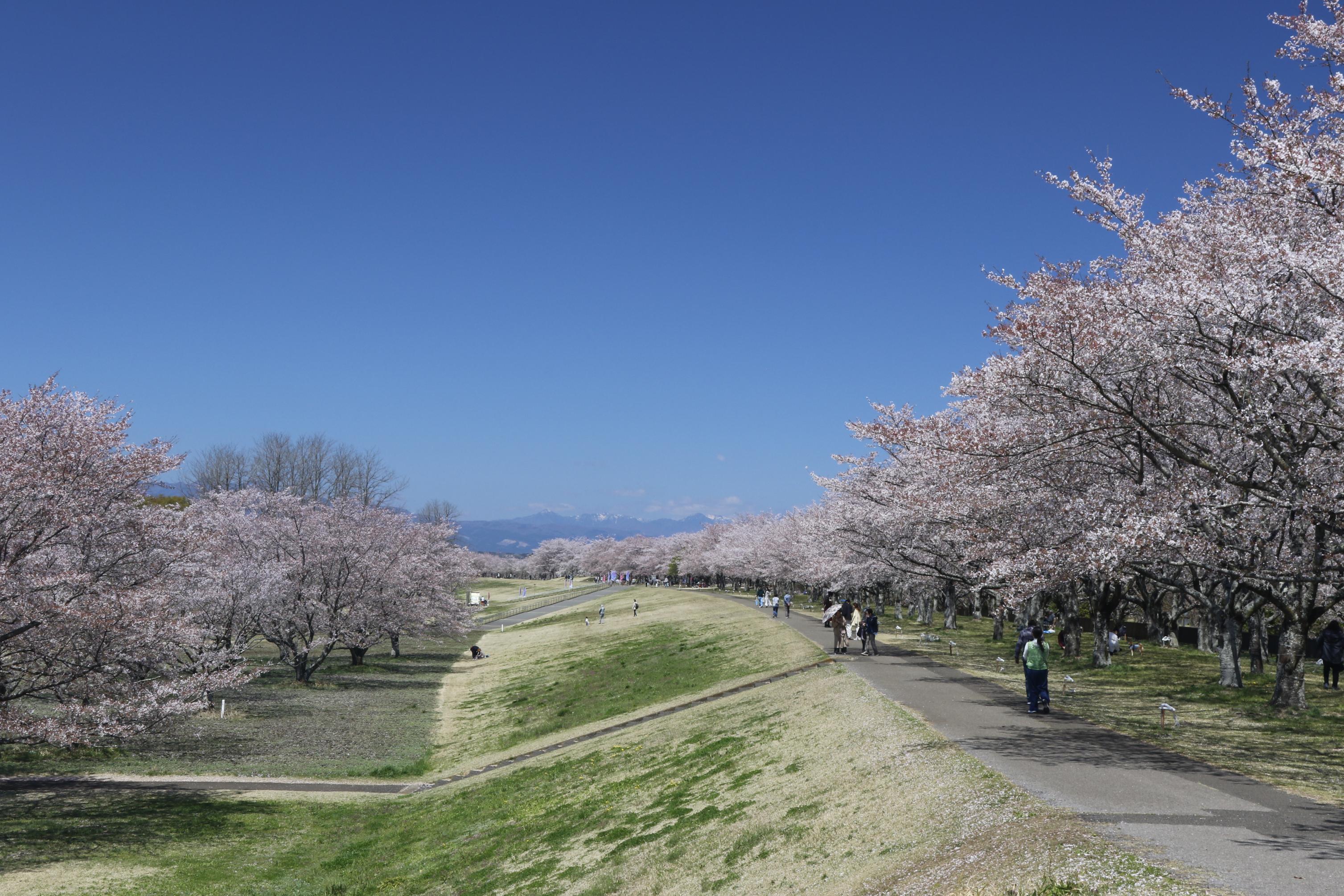 ゆうゆうパーク桜