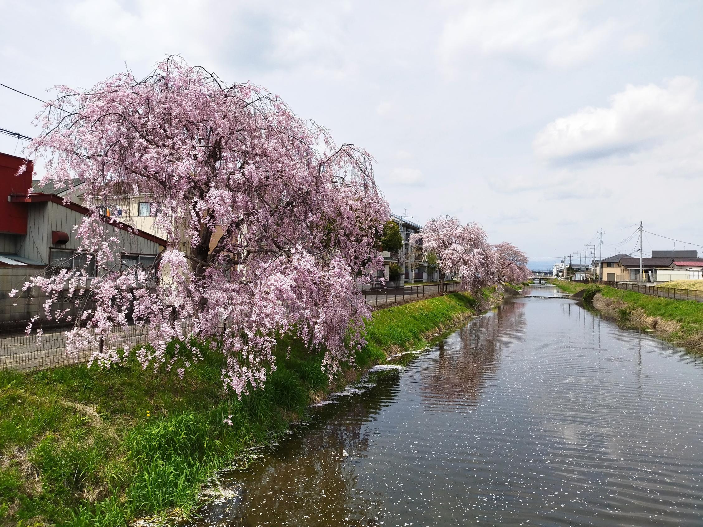 草川用水桜2