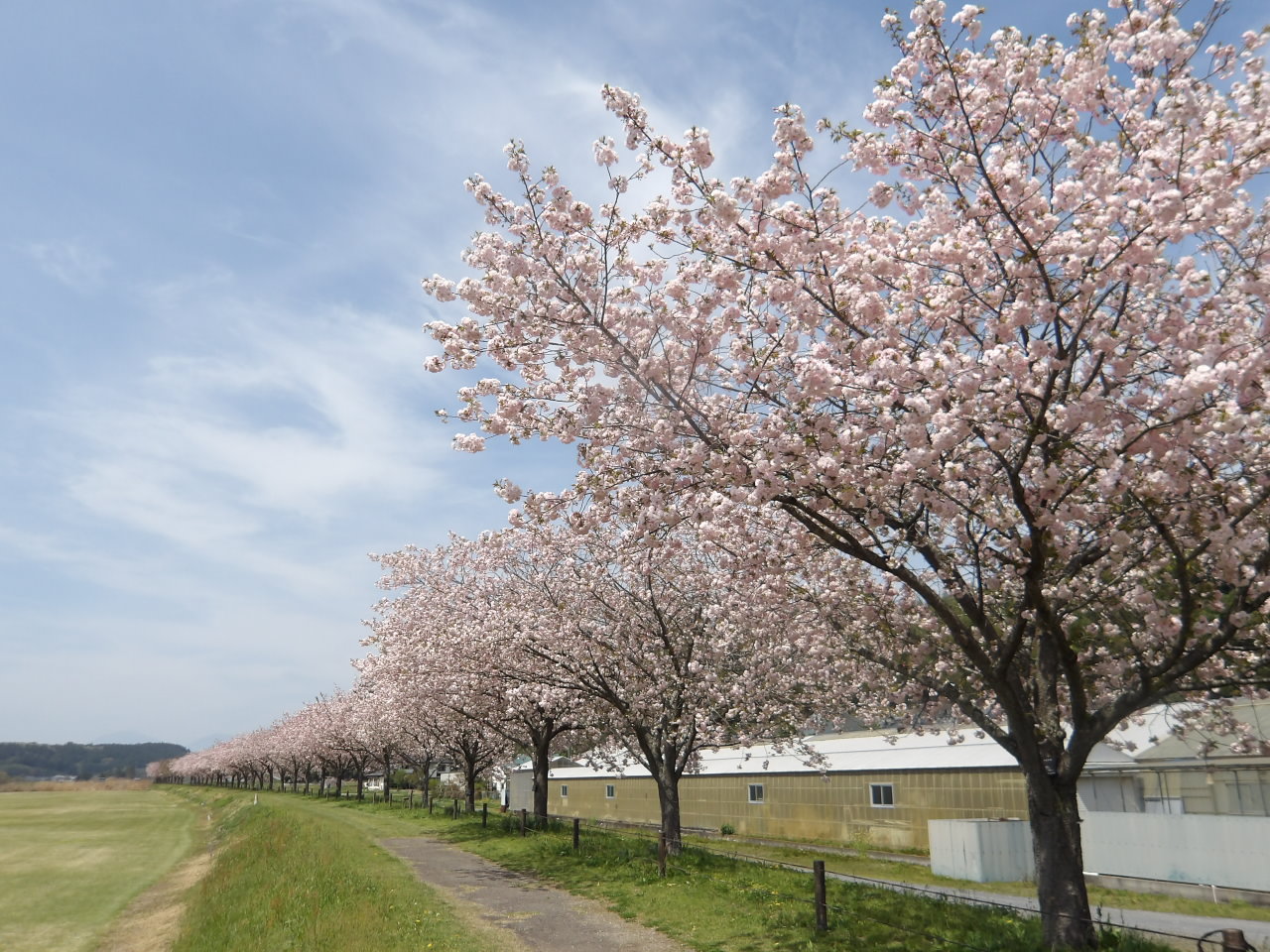荒川桜づつみイチヨウ