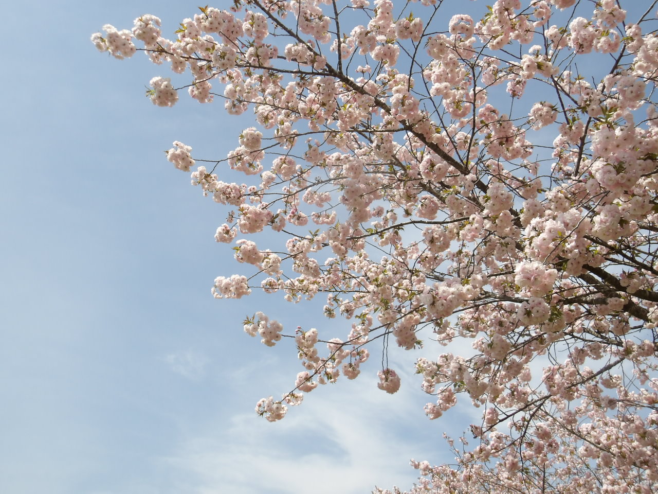 荒川桜づつみイチヨウ2