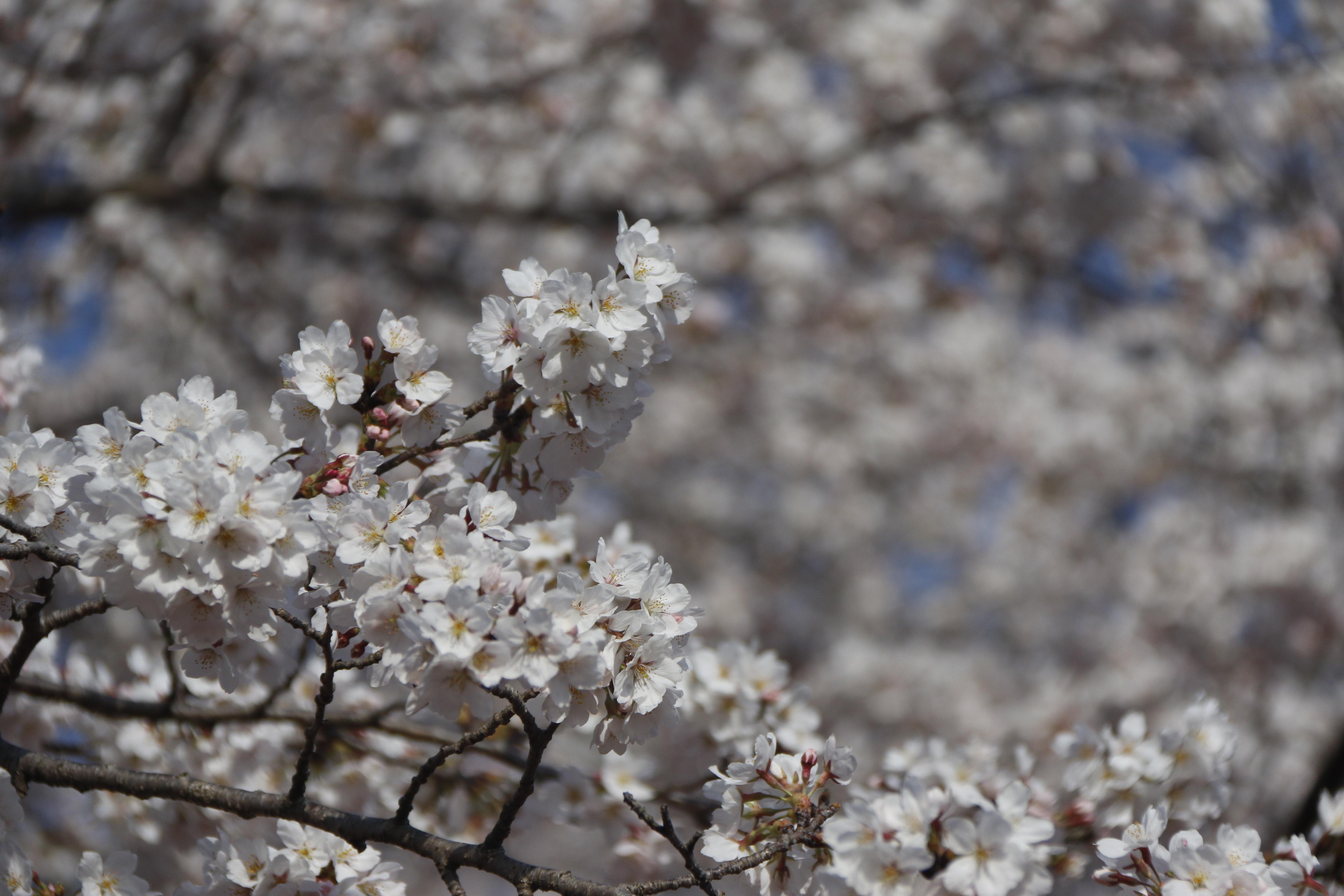 桜 桜