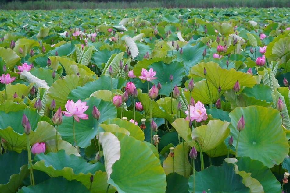河戸蓮沼 河戸蓮沼