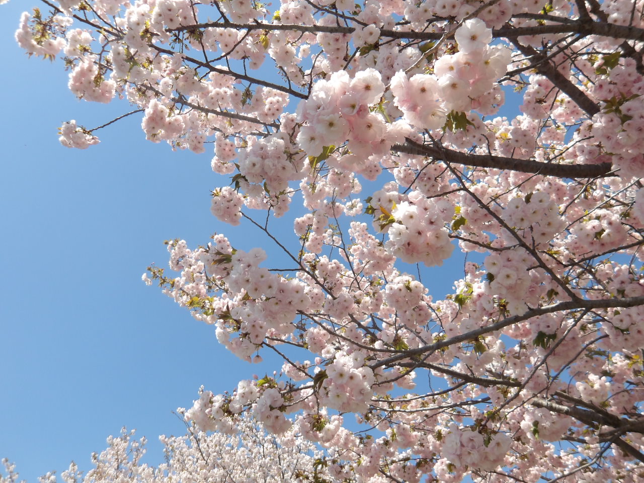 桜の写真 桜の写真