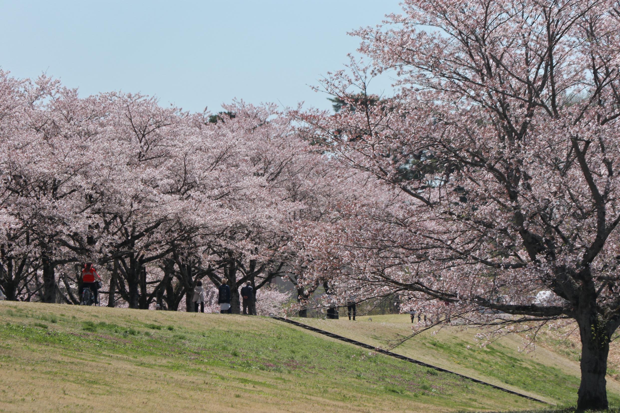 氏家ゆうゆうパークの桜づつみ